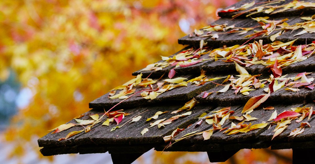 Rustic roof covered in colorful autumn leaves in Fresno, California.